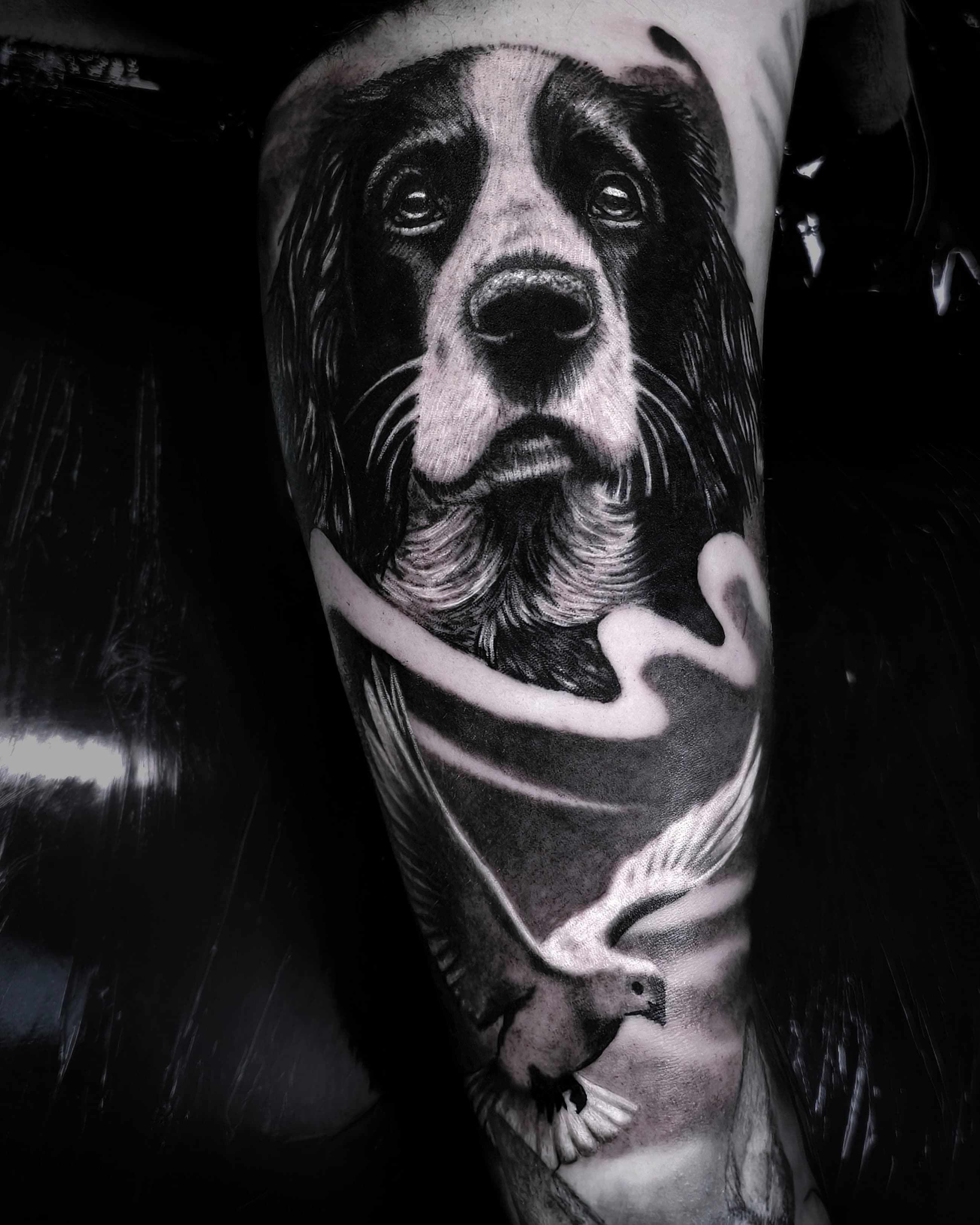 Realistyczny portret psa rasy border collie z gołębiem w czerni i szarościach na przedramieniu
